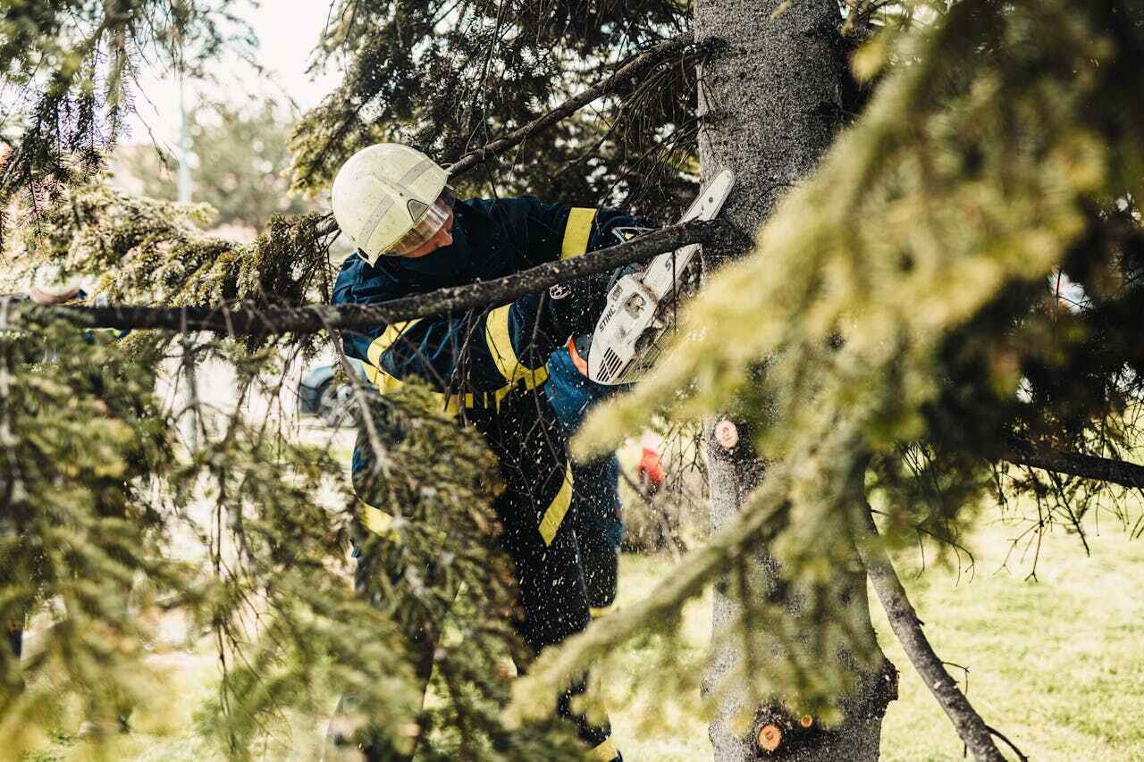 The Steps Involved in Our Tree Care Process in West Plains, MO